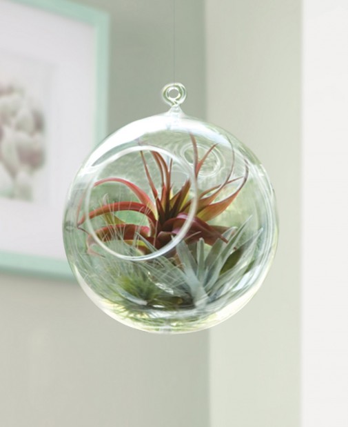 Terrarium Garden